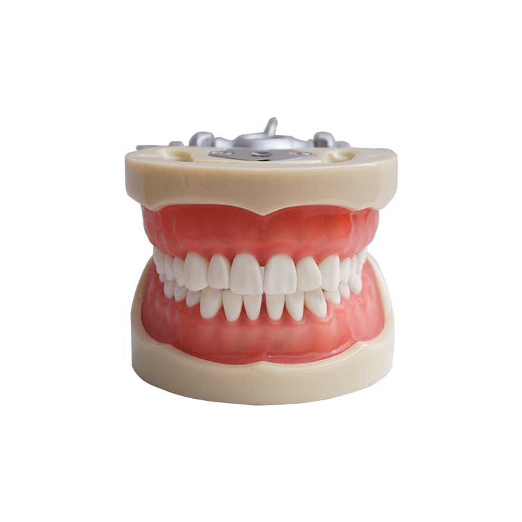  A0007 Dental Standard StudyTeeth Model